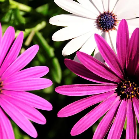 Villa Quadradinhos 38q 4 Bedrooms Private Pool Short Walk To The